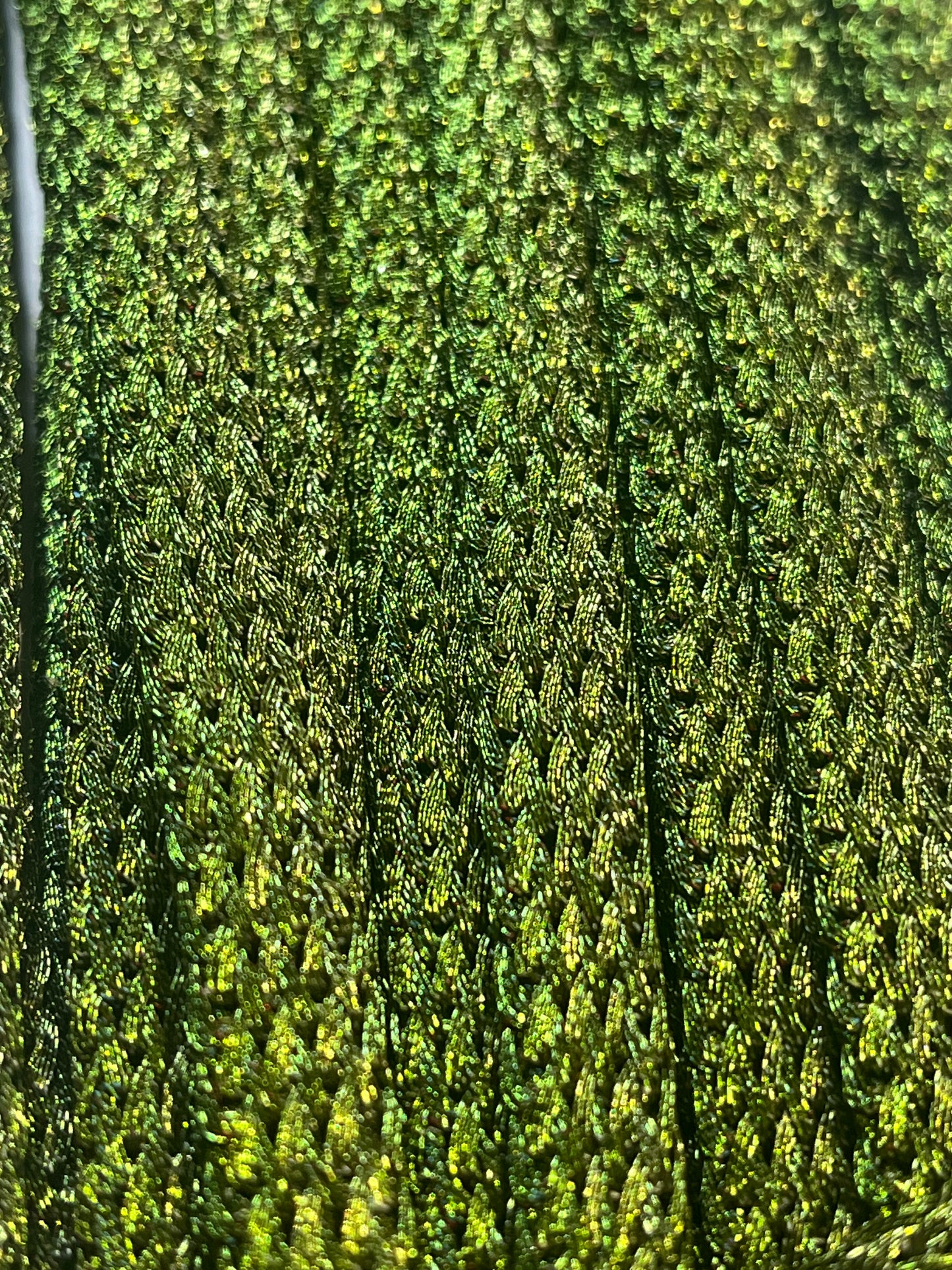 Olive Flat Braid Trim (Price Per Metre)